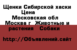 Щенки Сибирской хаски › Цена ­ 15 000 - Московская обл., Москва г. Животные и растения » Собаки   